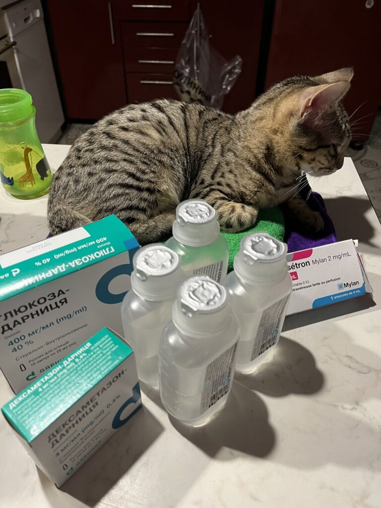 A tabby cat relaxing on a table with different animal medications surrounding it