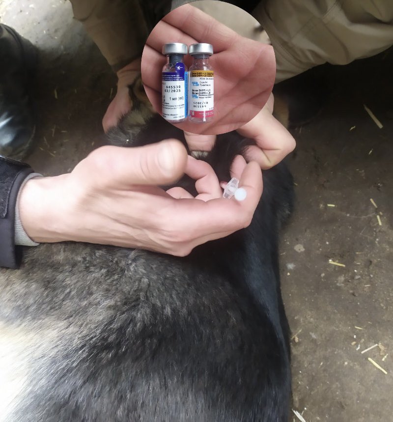 A dog receiving a medical treatment