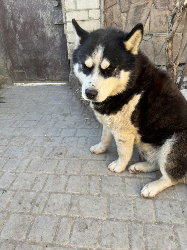 A husky dog sitting in a paved garden